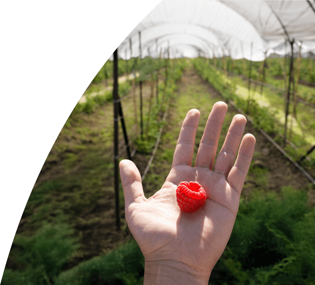 Mano sosteniendo una frambuesa recién cosechada en empresa de berries en Jalisco