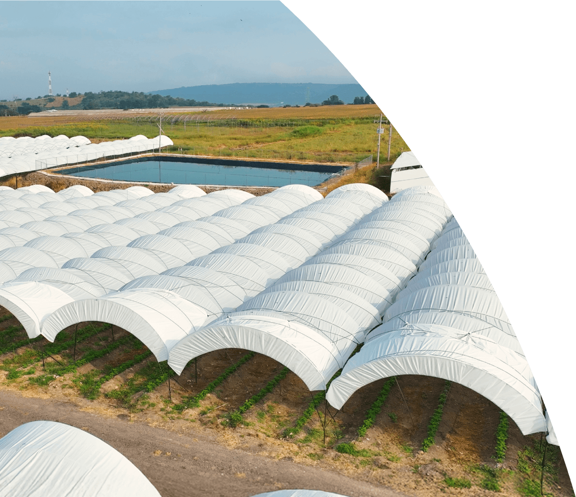 Vista aérea de invernaderos agrícolas de una empresa de berries en Jalisco
