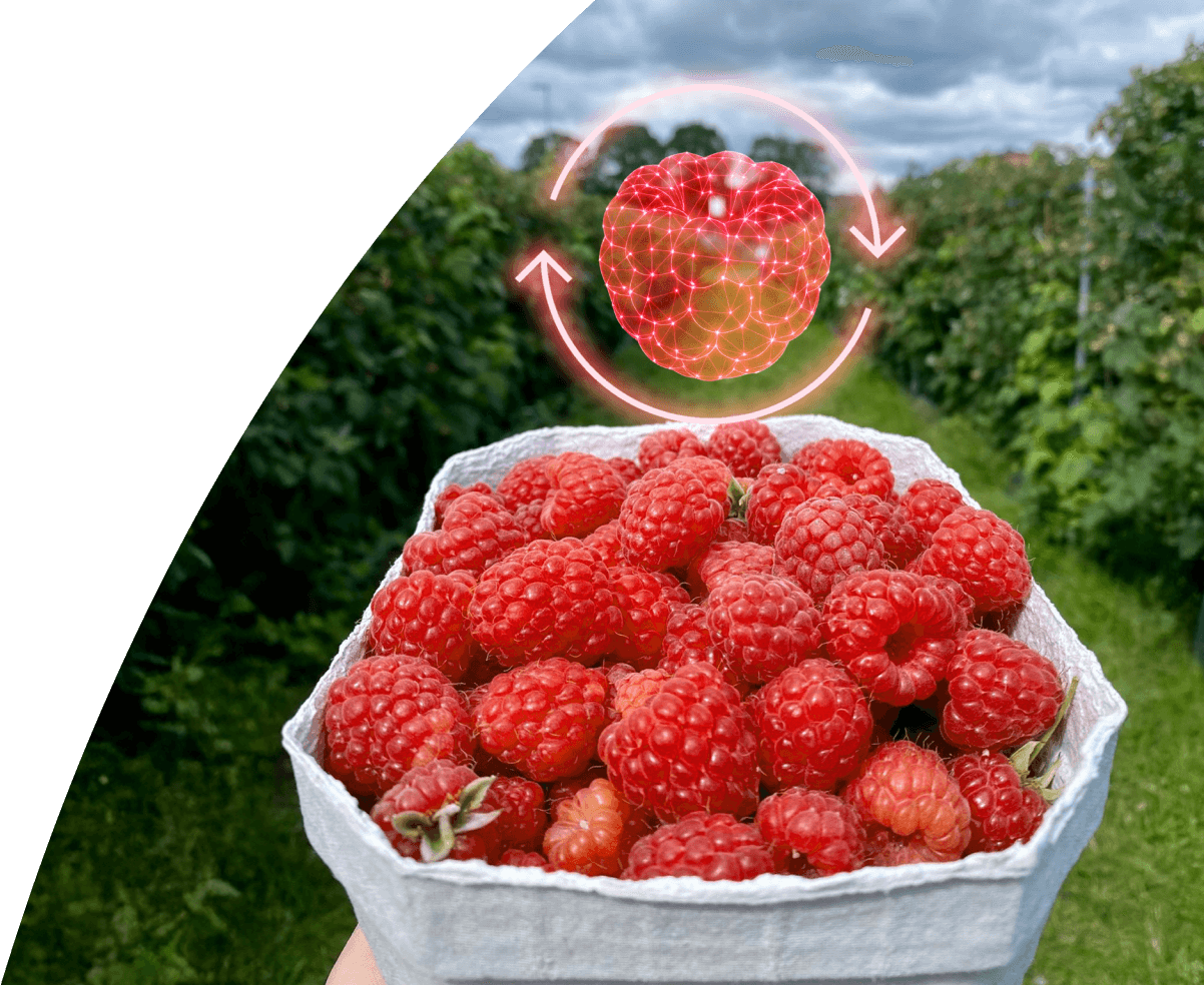 Canasta de frambuesas en cultivo que muestra el trabajo de una empresa de berries en Jalisco